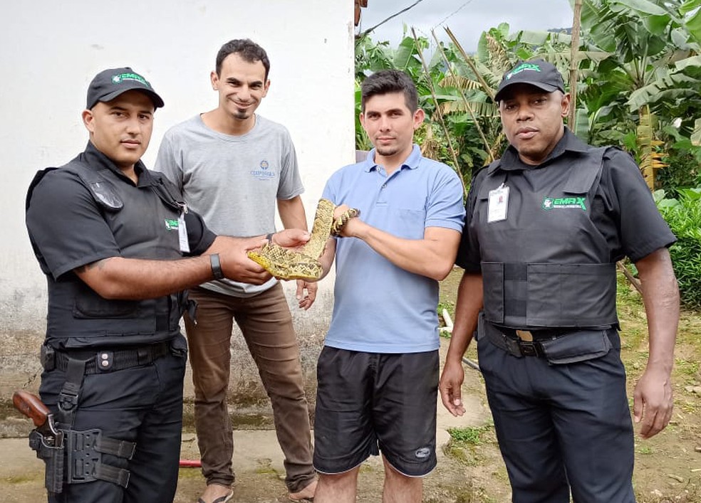 Moradores conseguiram localizar espécie rara de jiboia no Vale do Ribeira, SP — Foto: Divulgação/Fundação Florestal