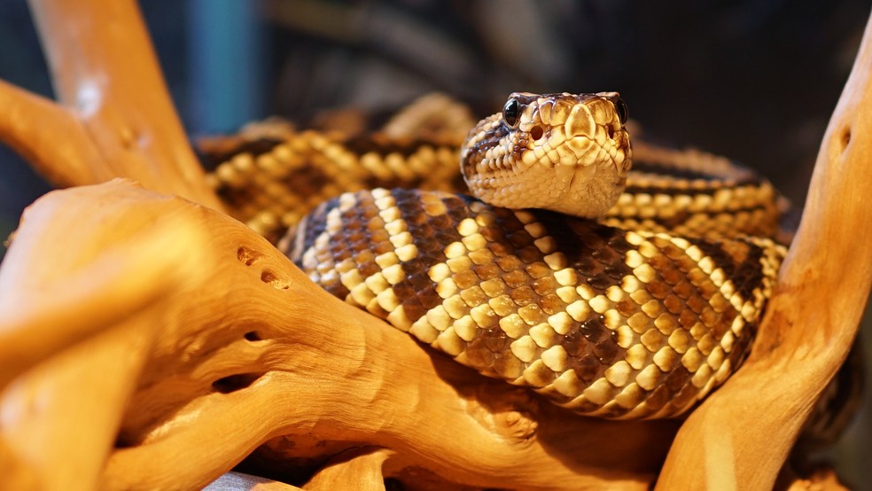 A serpente amazônica Crotalus durissus ruruima. — Foto: Reprodução