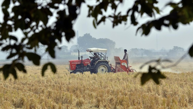 arroz-India (Foto: Neil Palmer / CIAT)