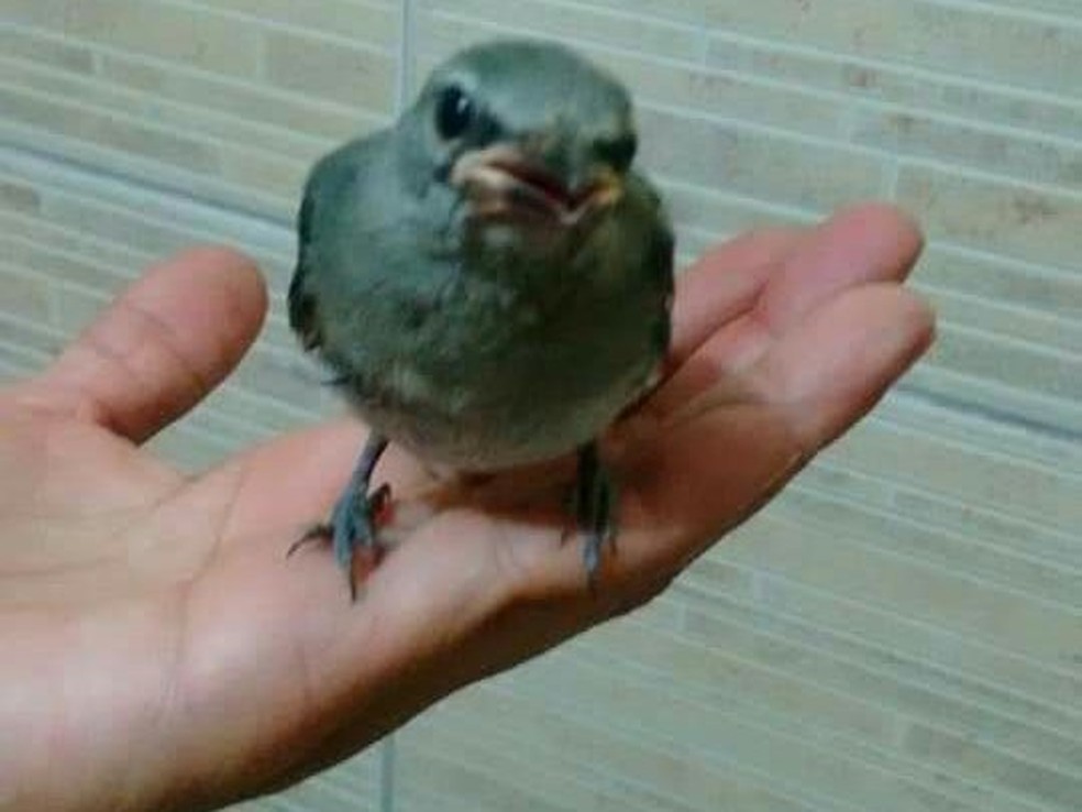 Moradora de SP vira 'mãe' de passarinho ao resgatar ave durante temporal:  'Amor muito grande' | Santos e Região | G1