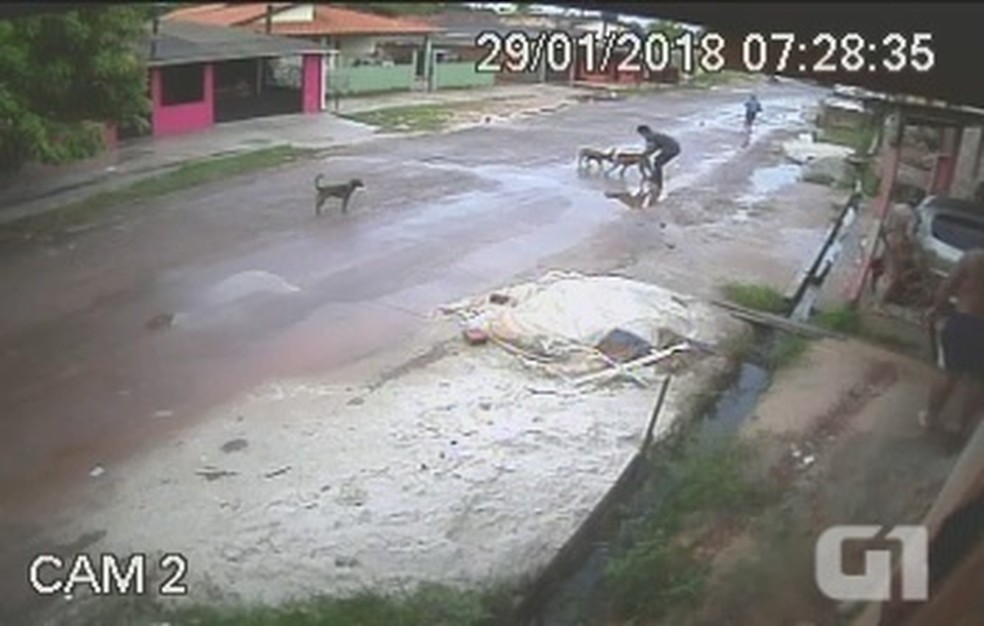 Imagens registraram pit bull atacando outro cÃ£o em MacapÃ¡; dono tentou interromper ataque â€” Foto: ReproduÃ§Ã£o