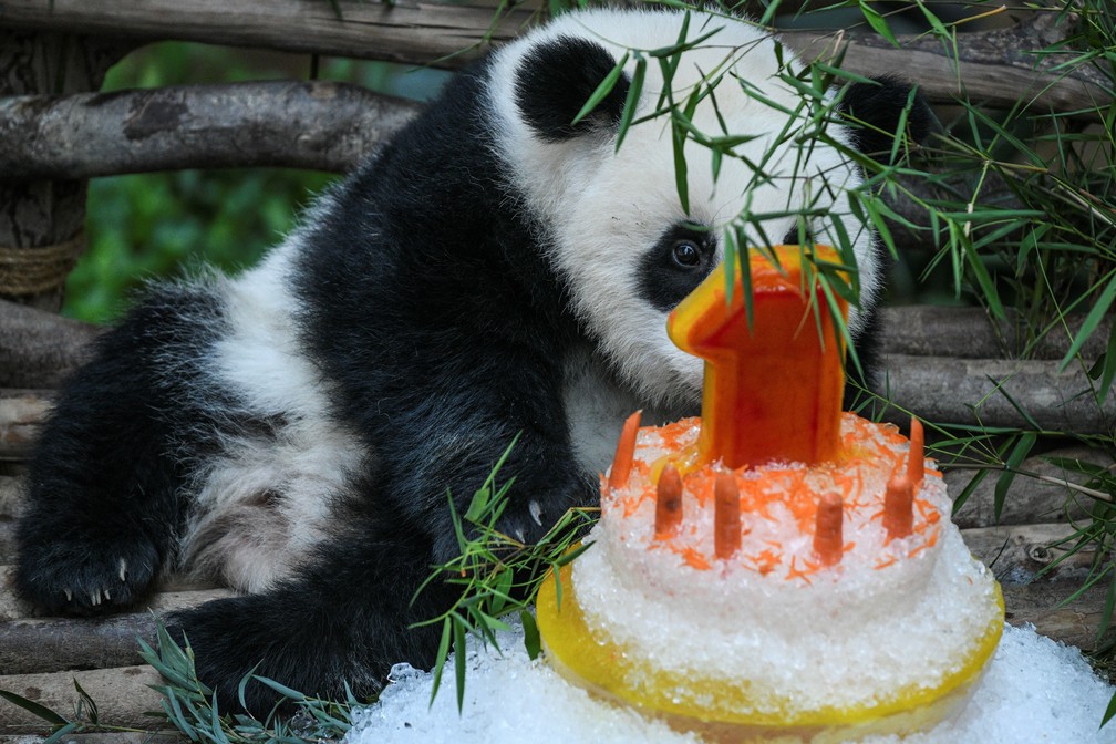 Panda giagnte e seu bolo gelado de 1 ano de aniversÃ¡rio â€” Foto: Mohd Rasfan/AFP
