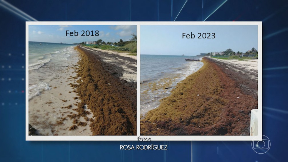 Fotos mostram aumento da quantidade de sargaço em praia do México de 2018 para 2023 — Foto: JN
