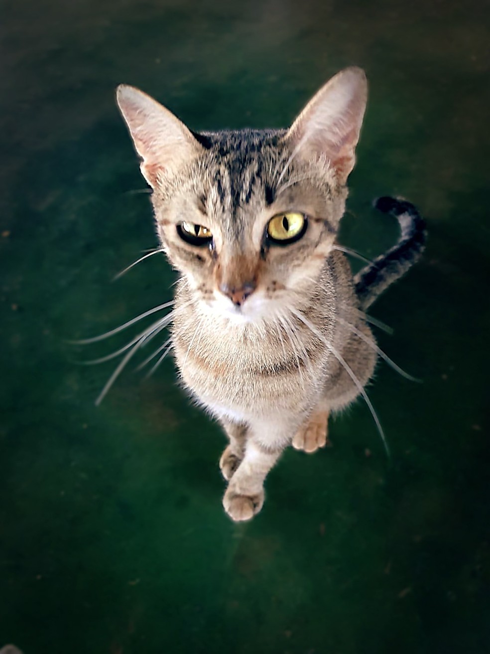 Especialistas indicam a adoção de animais de estimação para espantar a solidão — Foto: Vira-Lata Vira Amor/Divulgação