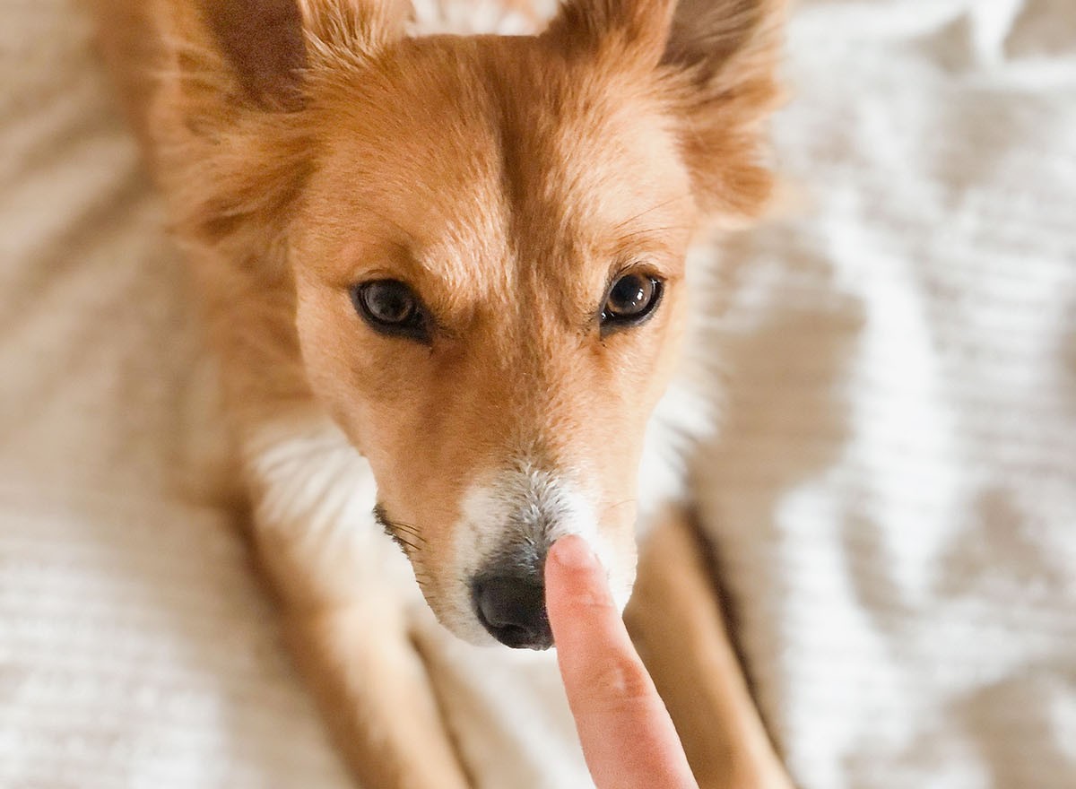 Algumas raças de cães podem possuir até 300 milhões de células olfativas (Foto: Unsplash/ Undine Tackmann/ CreativeCommons)