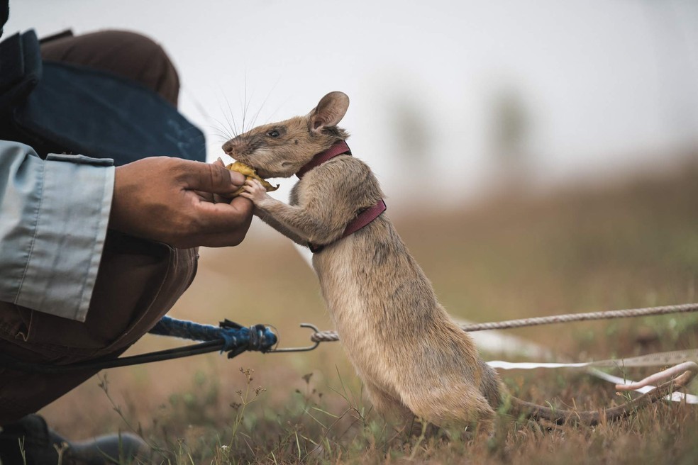 Magawa recebe uma banana de recompensa enquanto trabalha para detectar minas terrestres no Camboja. O roedor ganhou o equivalente animal da maior honra civil do Reino Unido por bravura nesta sexta-feira (25) por sua habilidade fantástica de farejar minas terrestres e munições não detonadas  — Foto: Divulgação/PDSA via AFP