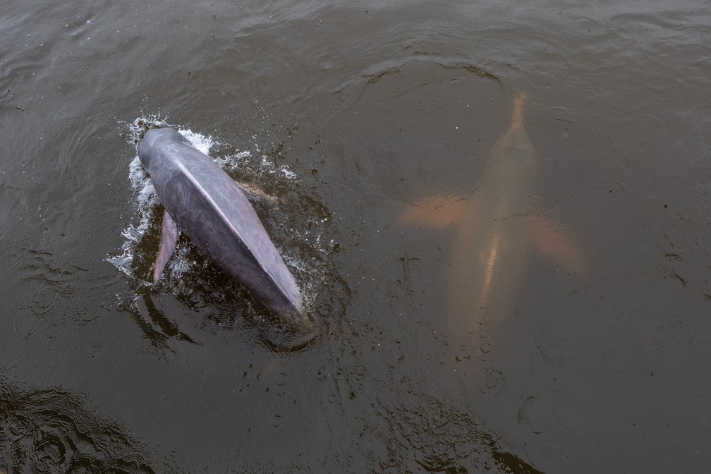 Dois botos são vistos do mercado de peixes de Santarém (PA). Os animais são uma atração turística do local e aparecem sempre para pegar peixes atirados por frequentadores — Foto: Marcelo Brandt/G1