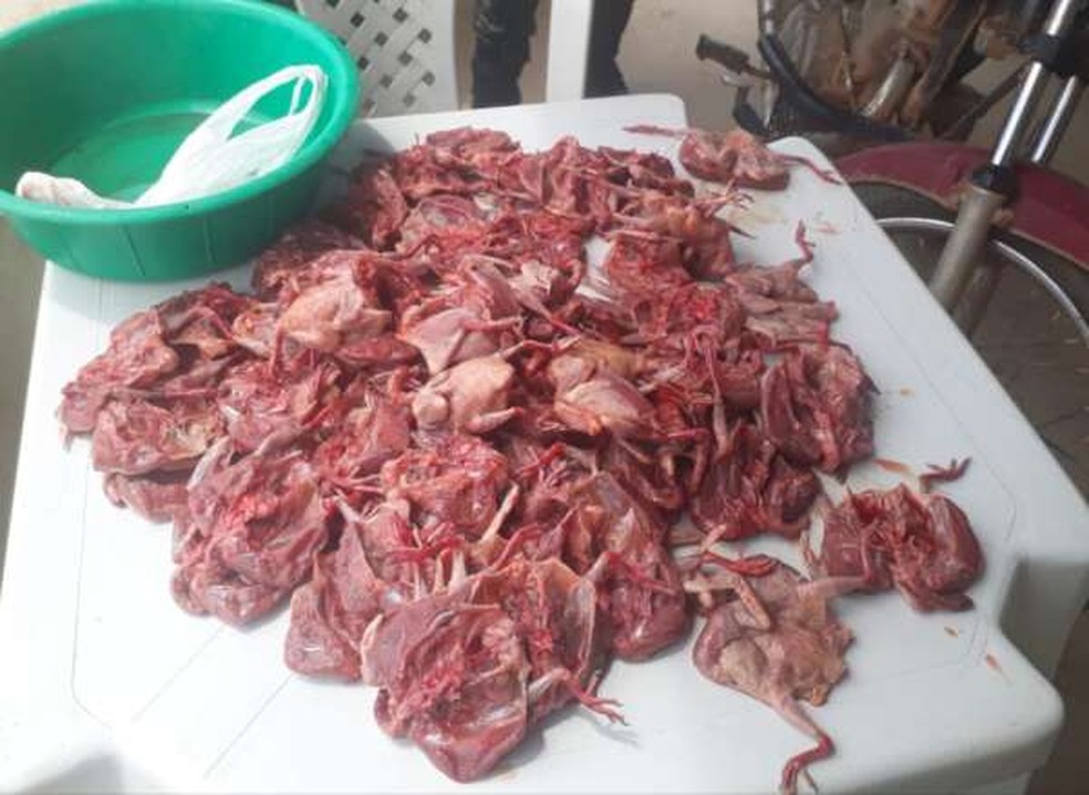 Comerciante é multado em R$ 71 mil após ser flagrado vendendo ‘avoantes’ no Ceará. — Foto: PMCE/Reprodução