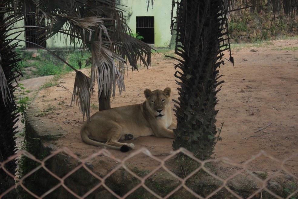 Parque Zoobotânico, em Teresina  — Foto: Ilanna Serena 