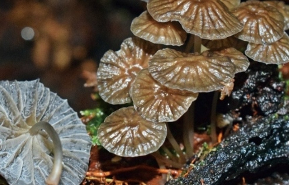 Fungos são importantes na decomposição e liberação de nutrientes que ficam nos galhos e folhas das árvores — Foto: Revista Mycoscience