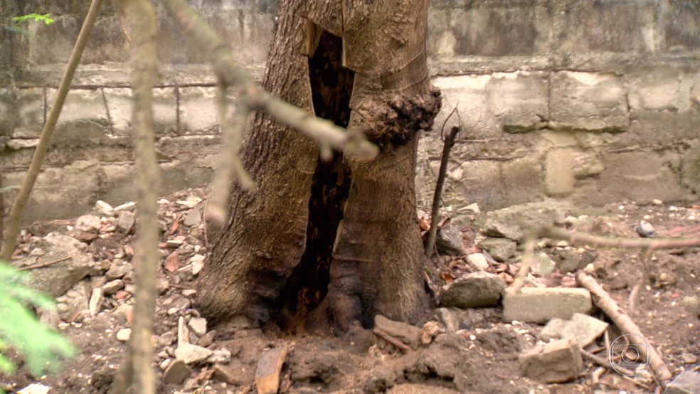 Local onde a colmeia estava escondida perto do Canal de Marapendi, na Barra da Tijuca. (Foto: Reprodução/ TV Globo)