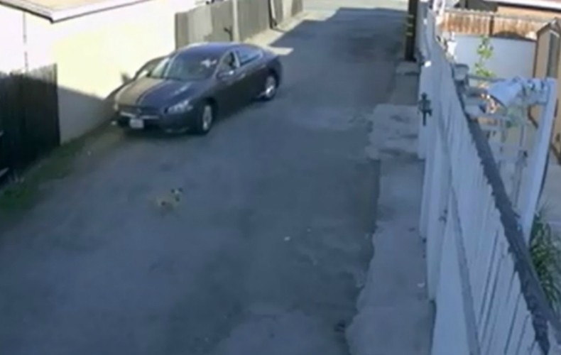 Homem abandona cão em rua da Califórina e, na sequência, o atropela (Foto: Reprodução/YouTube)