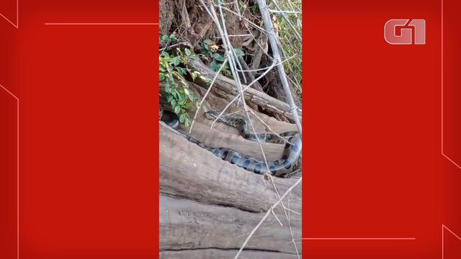 Sucuri gigante  flagrada 'posando' para vdeo de pescador, em rio de MS