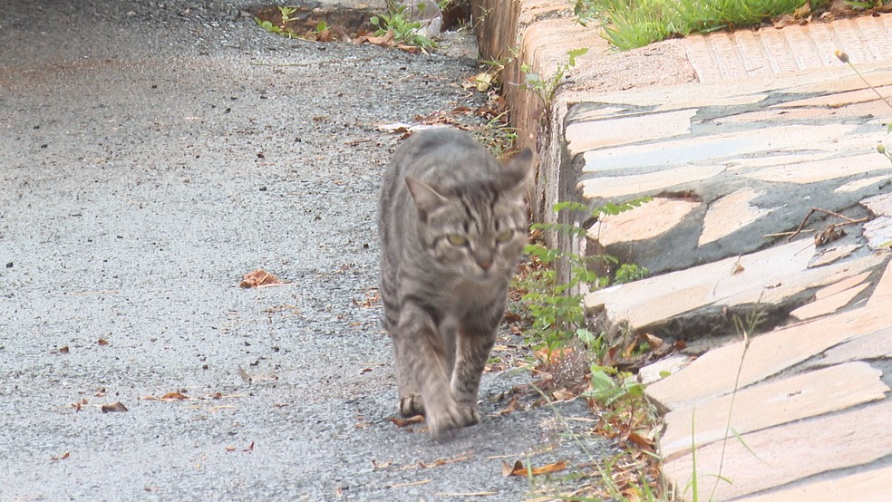 35ª DP investiga suspeitas de envenenamento de gatos em condomínio no DF — Foto: Reprodução/TV Globo