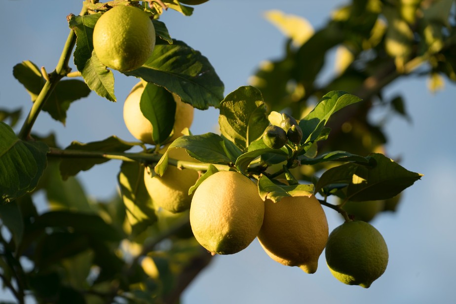 Composto bioativo do limão e da laranja ajuda a reduzir ganho de peso