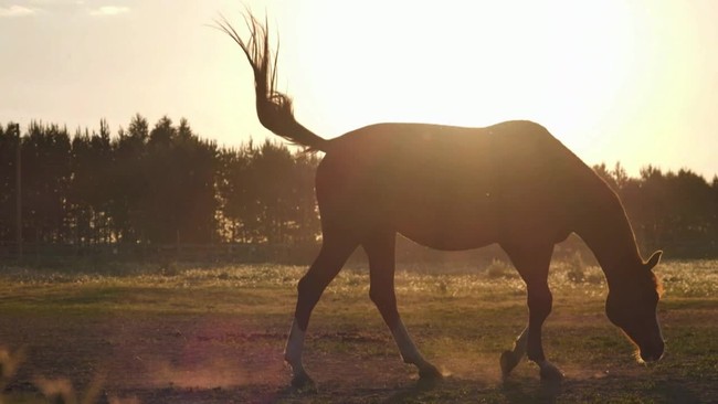 Sangue do cavalo é usado para fazer soro contra a Covid-19
