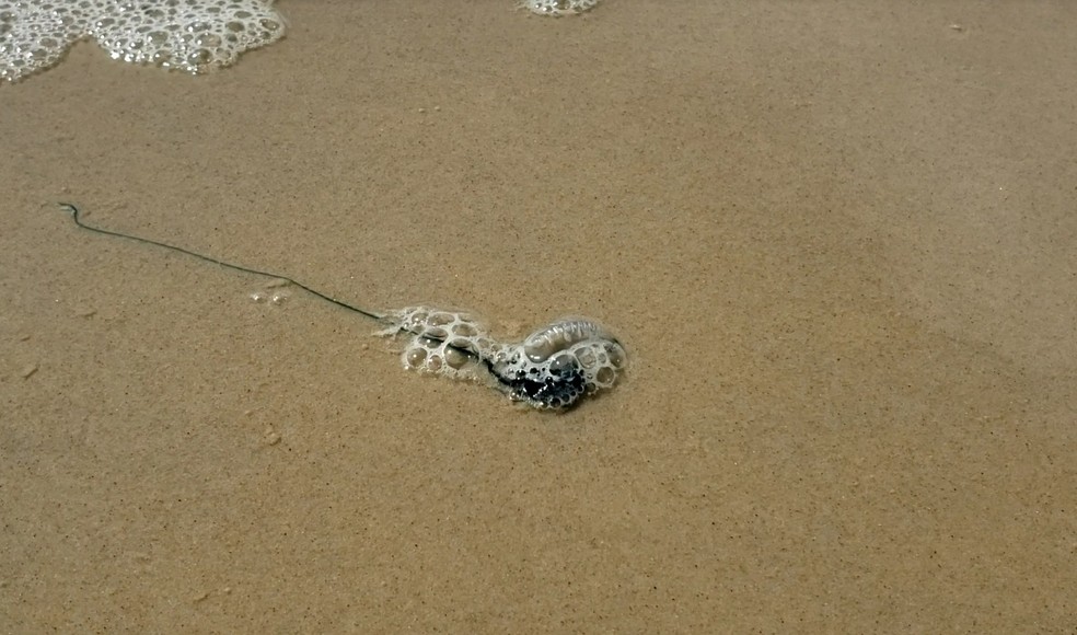 Caravelas foram encontradas na praia de Ponta Negra nesta manhã — Foto: Emerson Medeiros/Inter TV Cabugi