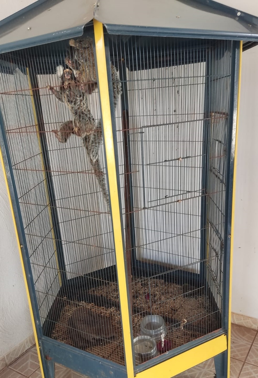 Homem é multado em R$ 1 mil por manter saguis em cativeiro, em Presidente Prudente (SP) — Foto: Polícia Ambiental