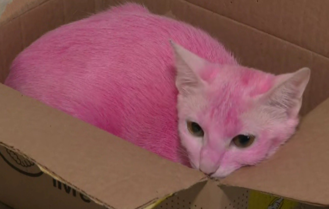 Abrigo de Piracicaba acolhe gata com risco de intoxicação após ser pintada de rosa pelo tutor