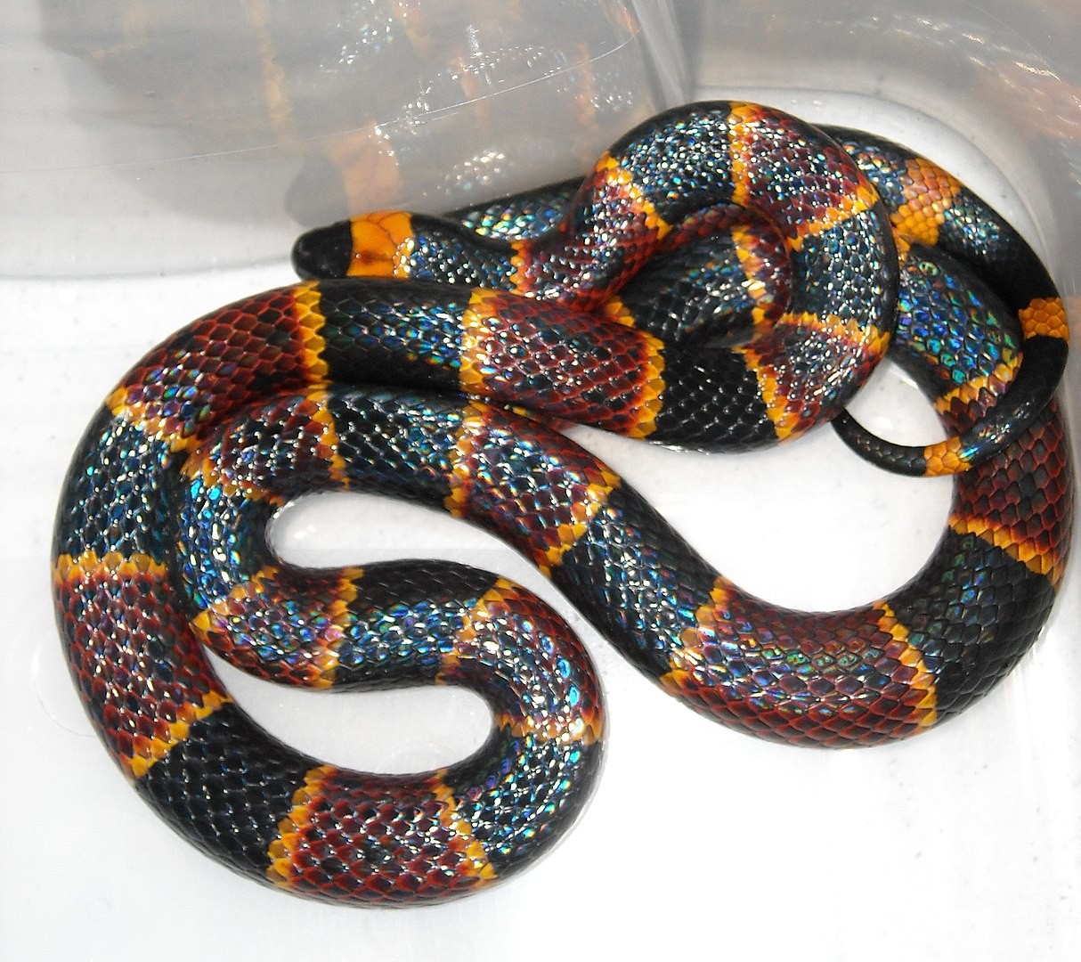 É mais comum que, entre os animais, a mimetização aconteça de forma visual -- como faz a cobra Lampropeltis elapsoides, que imita as cores de uma espécie mais perigosa (Foto: Wikipedia/ Norman.benton/ Wikimedia Commons)