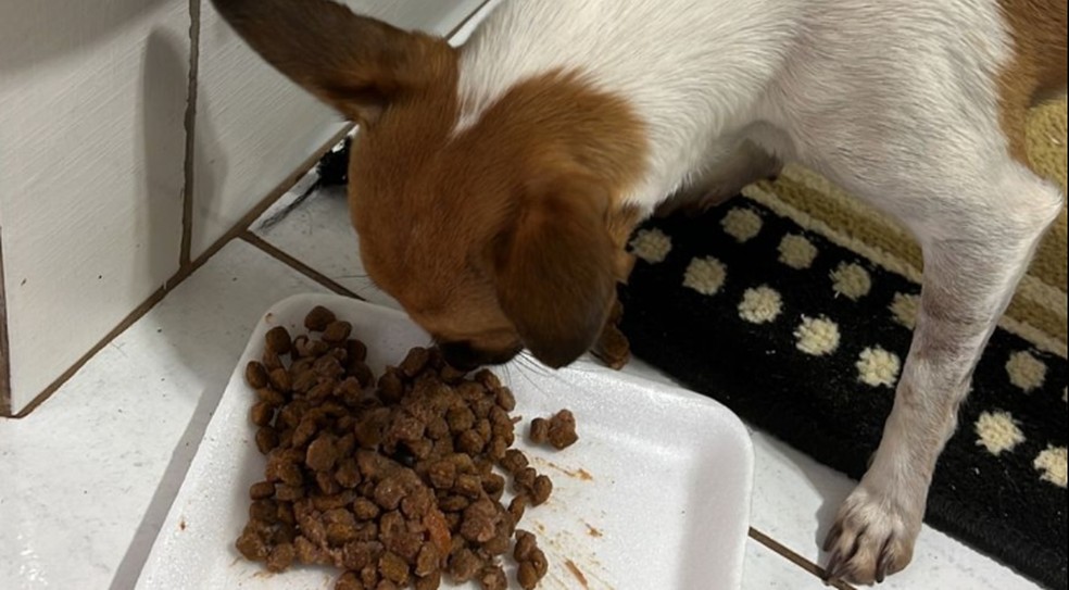 Cachorros são envenenados em bairro de Araraquara — Foto: Reprodução/ ACidadeON