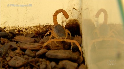 Com chuvas chegando no Tocantins, aumenta o risco de ataques de escorpiões em casa
