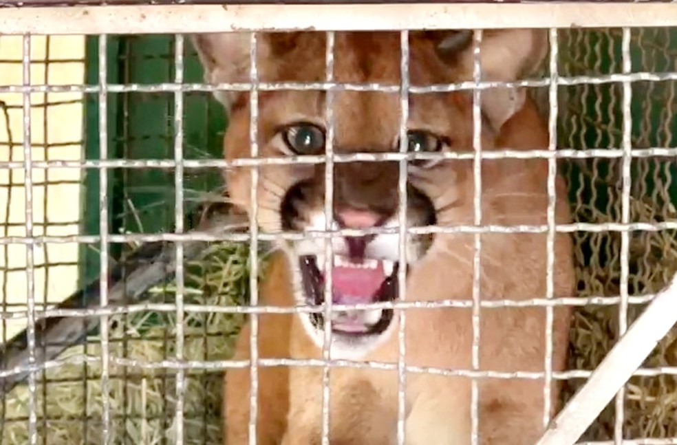 Onça-parda é capturada dentro de galinheiro após comer galinhas em sítio de Botucatu — Foto: Adriano Baracho/TV TEM