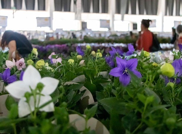 A Expoflora traz novidades e tendências de flores e plantas, além de várias atrações e venda de produtos (Foto: Juliana Lazarini / Divulgação)