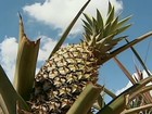 Investimento em irrigação garante lucro a produtores de abacaxi de MG