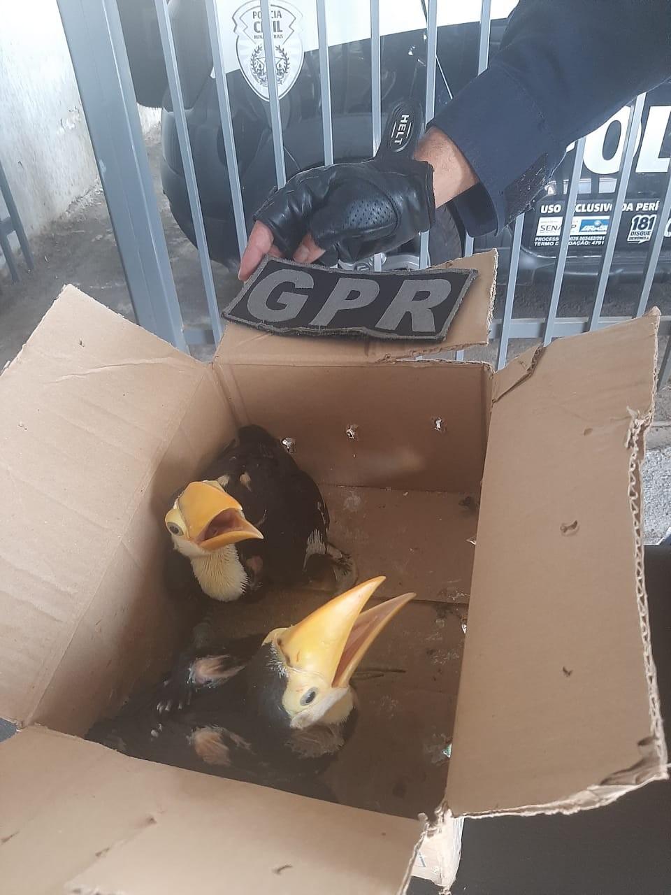 Filhotes de tucano mantidos em caixa de papelão são resgatados em Contagem
