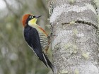 Aves ameaçadas de extinção são protegidas na região de Itapetininga 