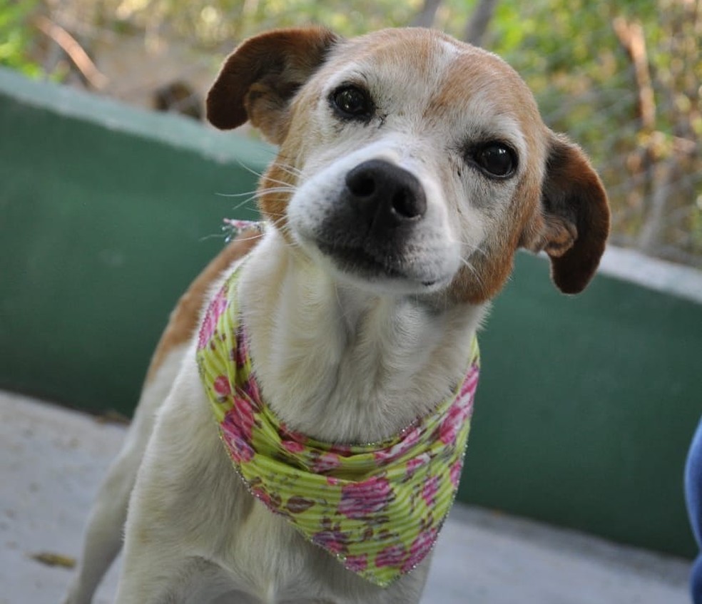 Zoonoses realiza campanha de adoção de cães em Votorantim nesta sexta-feira — Foto: Divulgação/Prefeitura de Votorantim