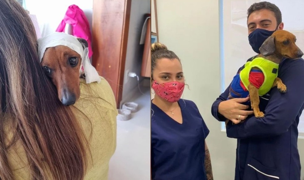 Ao mostrar rotina de cuidados veterinários, cachorro que foi resgatado após ser enterrado vivo em Tatuí faz sucesso na internet  — Foto: Nathalia Sabóia/ Arquivo Pessoal 
