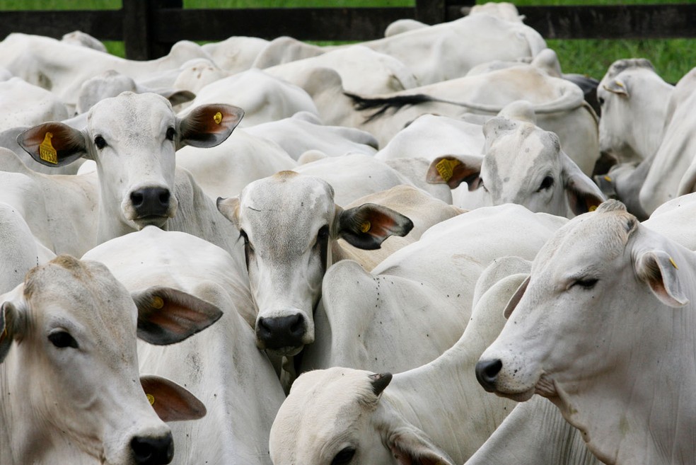 Cabeças de gado — Foto: Secom-MT