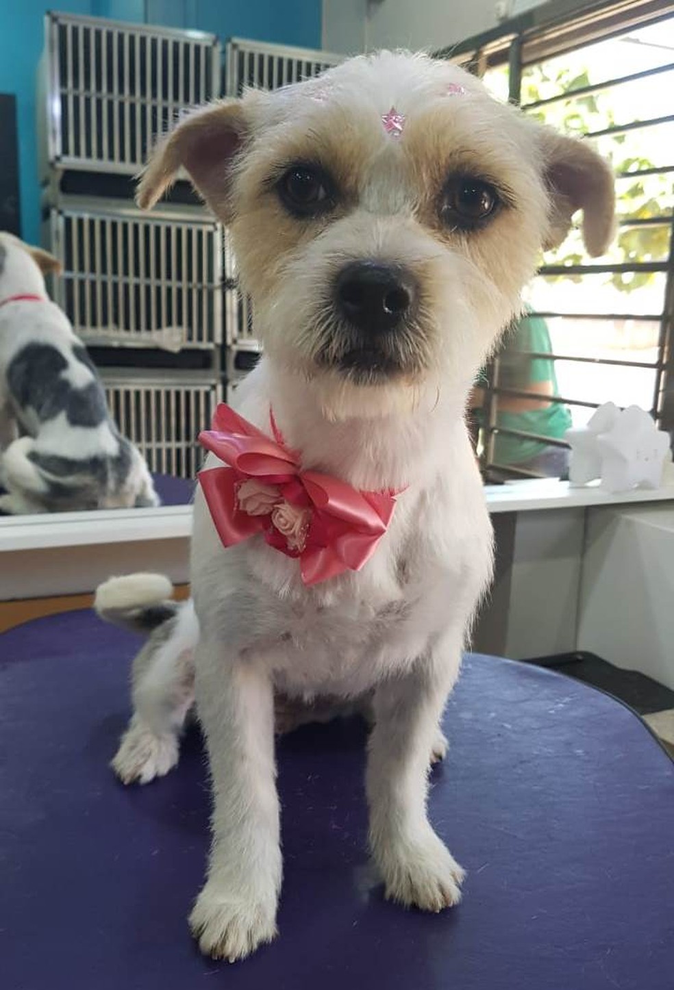 Cachorrinha foi encontrada e está em lar provisório, em Cascavel — Foto: Arquivo pessoal