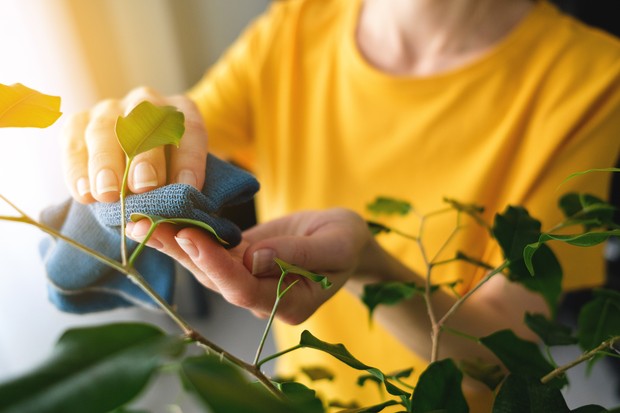 A Woman or a Girl with a Damp Cloth in Her Hands Wipes and Cleans a Houseplant from dust, at home. The Gardener or Housekeeper Takes care of the Ficus Leaves. The concept of caring for flowers, cleaning the space in the house, real life. (Foto: Getty Images)