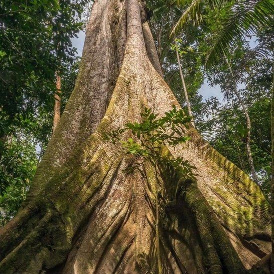 A quantidade de CO2 estocadas pelas árvores pode ser medida pela espessura do tronco. Árvores centenárias, como as que vivem na Amazônia, estocam mais gases poluentes (Foto: Getty Images via BBC News)