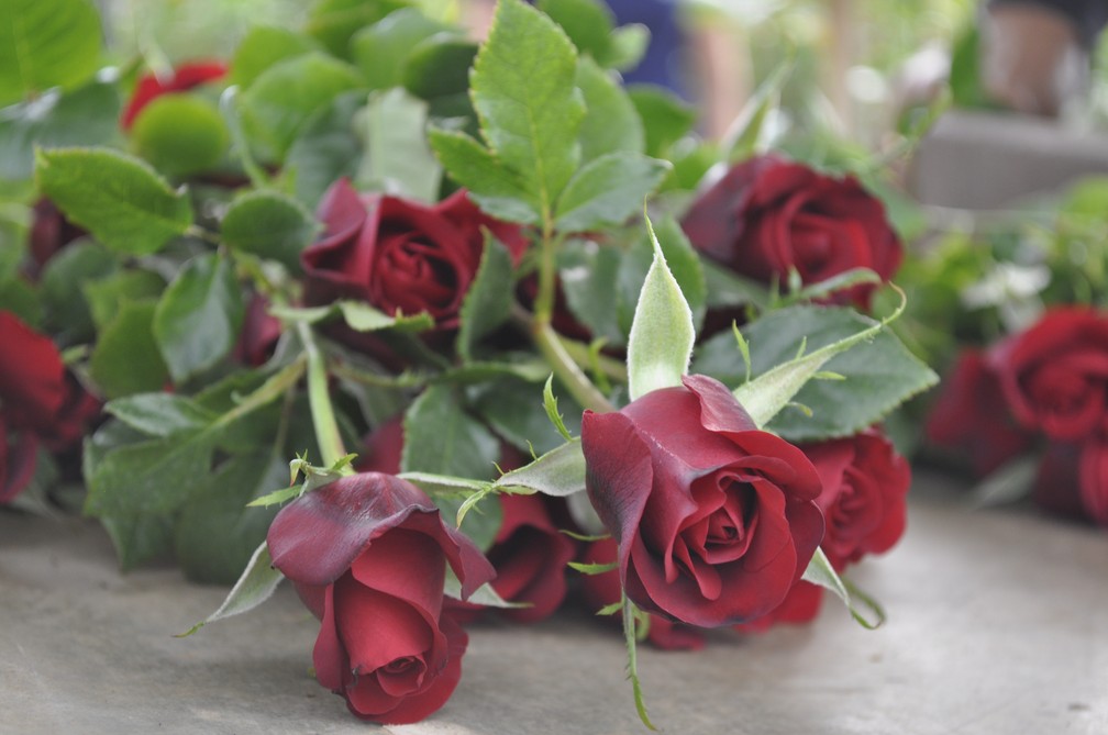 Produtores de rosas em MG apostam no resgate do romantismo para o Dia dos  Namorados | Sul de Minas | G1