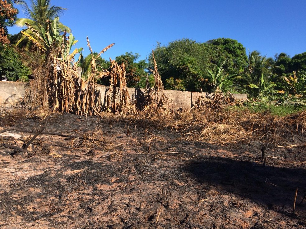 Área de vegetação destruída por incêndio em Barra do Jacuípe (Foto: Anna Valéria/TV Bahia)
