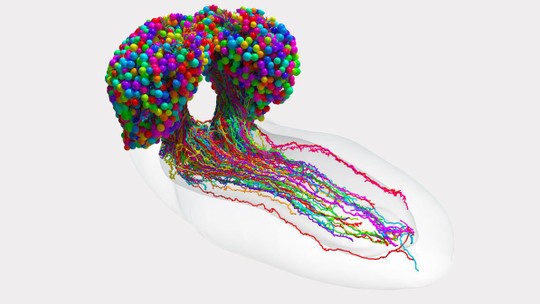 Cientistas criam mapa cerebral mais completo já feito — e é de um inseto