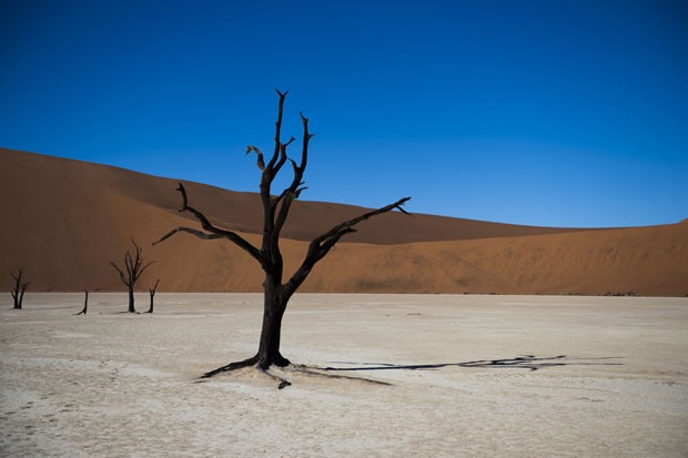 Árvores mortas na região de Deadvlei, no deserto de Sussublei, na Namíbia (Foto: Martin Bureau/AFP)