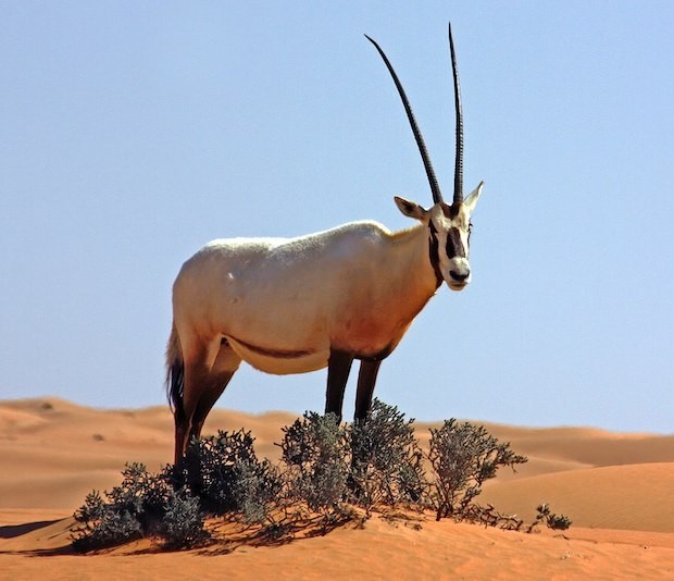 Órix-da-arábia – Oryx leucoryx (Foto: Charles J. Sharp/ Wikimedia Commons/ CreativeCommons)