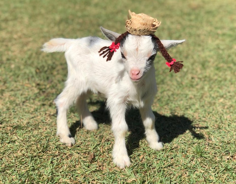 Cabra Influencer Some E Familia Oferece R 2 Mil De Recompensa Santos E Regiao G1