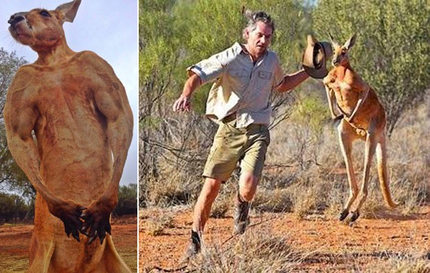 Chris 'Brolga' Barnes corre de Roger no santuário. 'Exercício diário!', brincou ele ao comentar a imagem (Foto: Reprodução/Facebook/The Kangaroo Sanctuary Alice Springs)