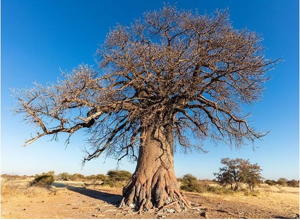 Baobá — Foto: Diego Delso/Wikimedia Commons