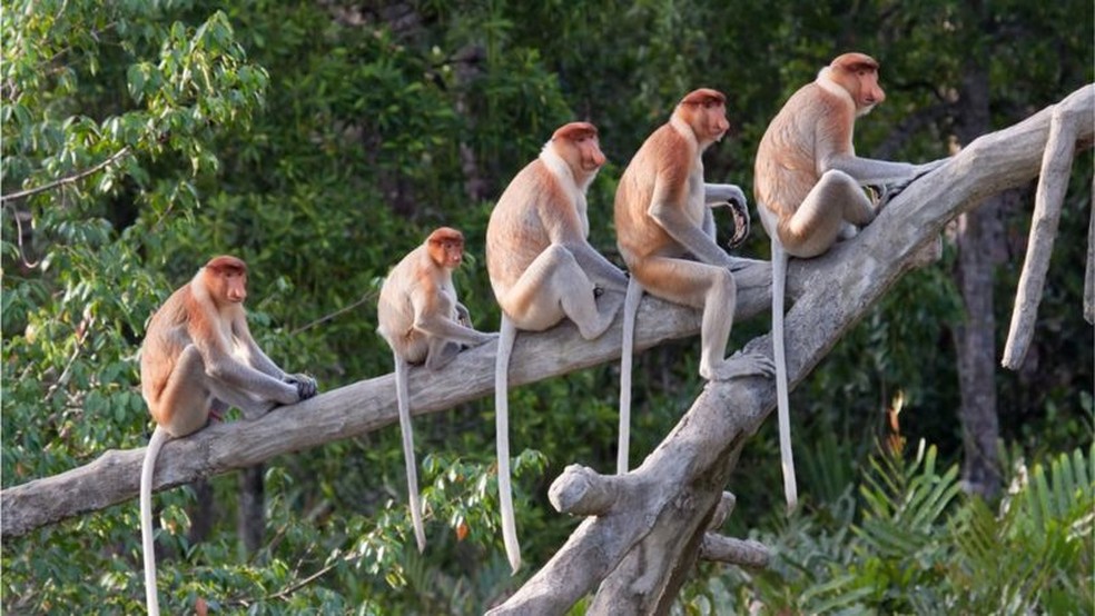 Os macacos têm rabo, ​​ao contrário dos humanos e dos grandes símios — Foto: GETTY IMAGES via BBC Brasil