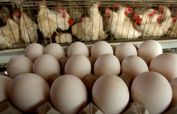 ovos ; galinhas ; animais ; gaiolas ; (Foto: David Silverman/Getty Images)