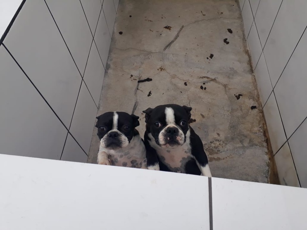 Polícia encontra canil com cerca de mil cães em situação de maus-tratos em Piedade — Foto: Divulgação/PM