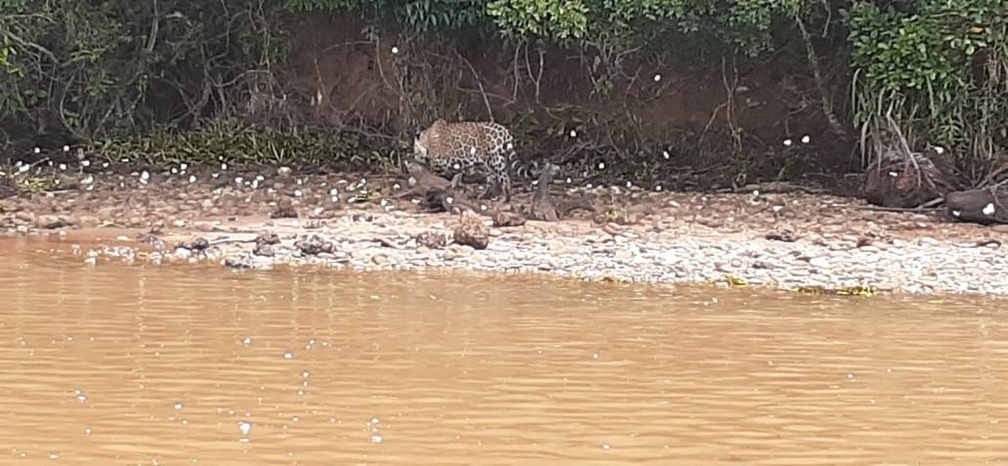 Vigilantes flagraram onça-pintada às margens do Rio Paranapanema — Foto: Reprodução/Facebook/Morro do Diabo