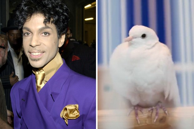 Divinity, pomba de Prince (Foto: Getty Images/Reprodução/Instagram)